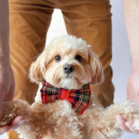 Christmas Flannel Dog Bow Tie | Snap Over Collar Bow Tie | Shop Sunny Tails