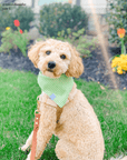 Father's Day Bundle Green Favorites - SUNNY TAILS