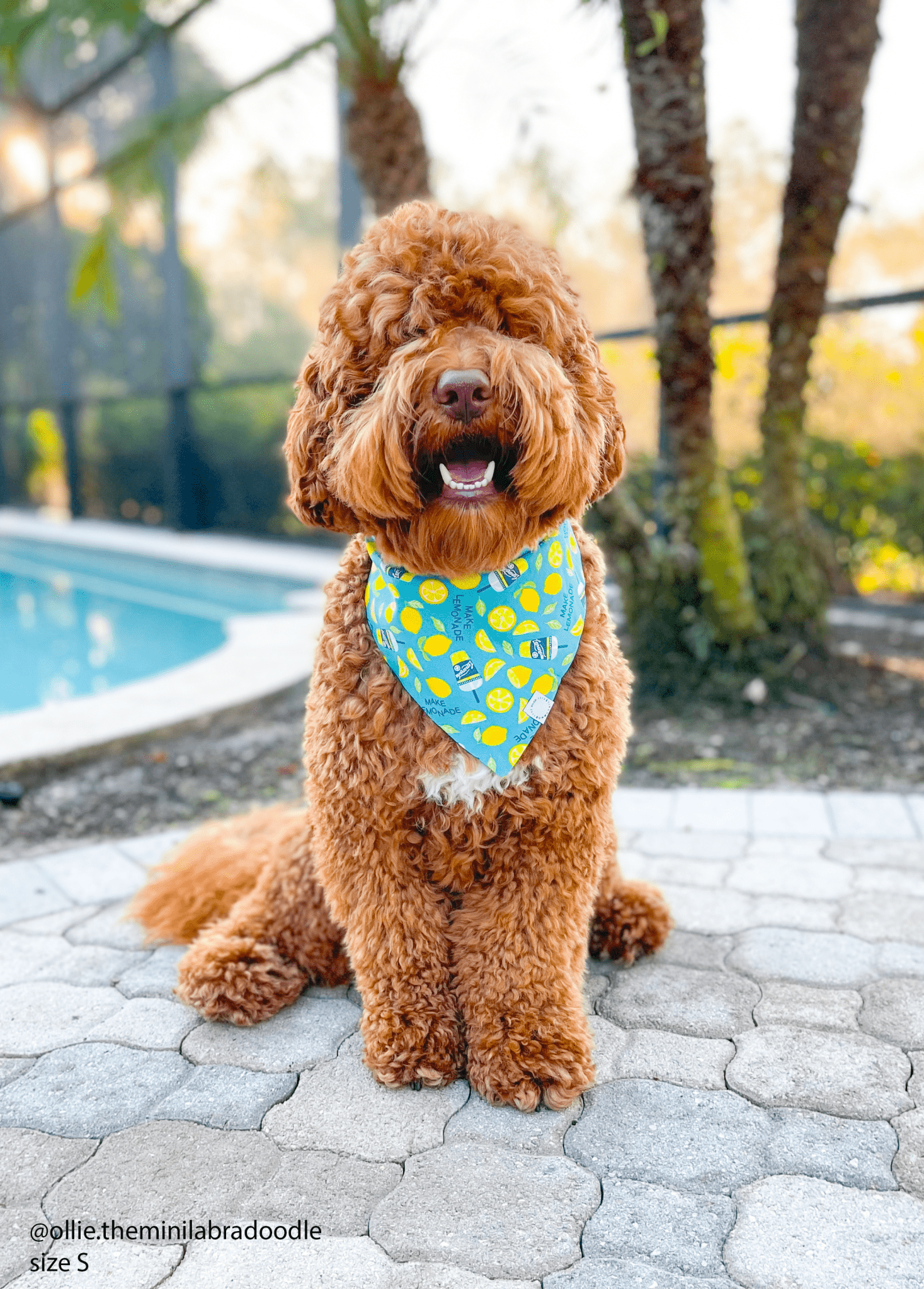 When Life Gives You Lemons Dog Bandana - SUNNY TAILS