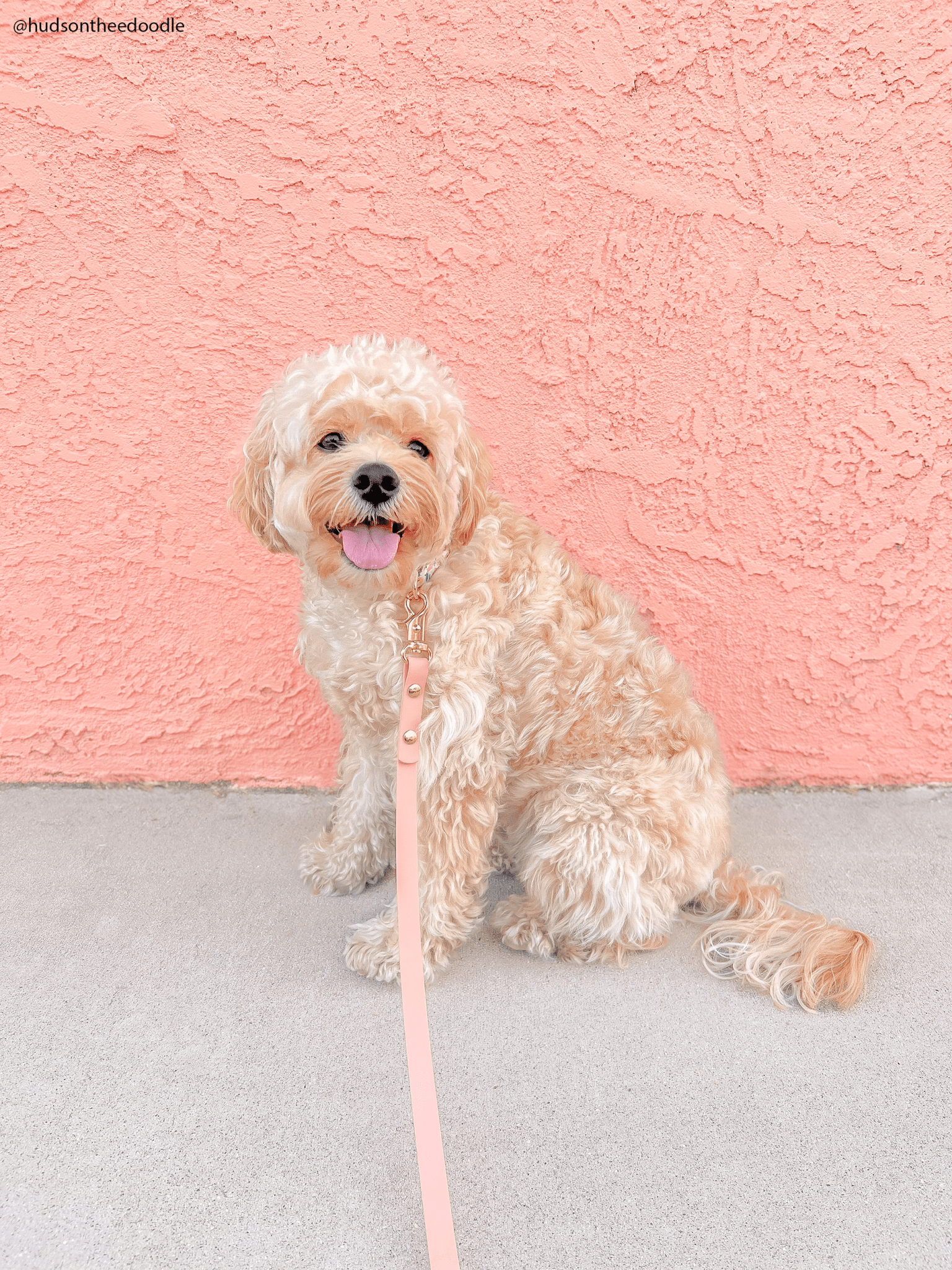 Peach Waterproof Cloud Dog Leash - SUNNY TAILS