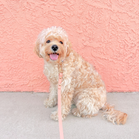 Peach Waterproof Cloud Dog Leash | Lightweight PVC Leash | Odor Proof, Stink Proof, and Durable | Available in 3 Lengths 