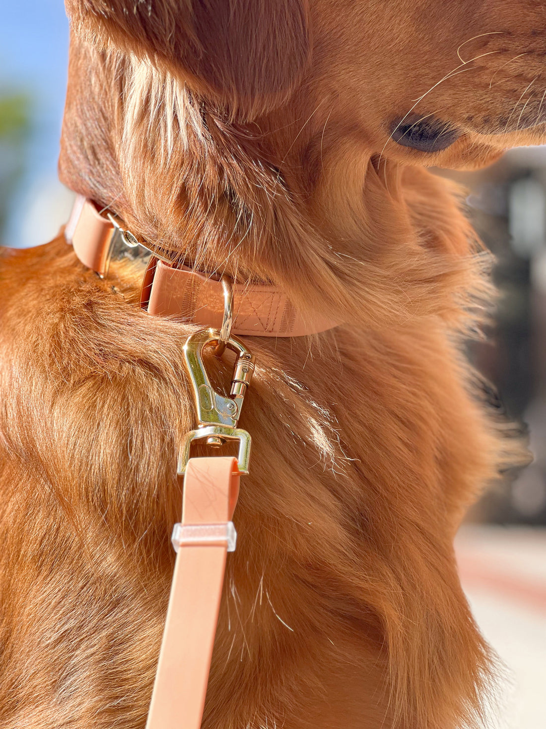 Chai Brown Convertible Hands Free Cloud Dog Leash, Multifunctional,  Waterproof, and Lightweight Dog Leash
