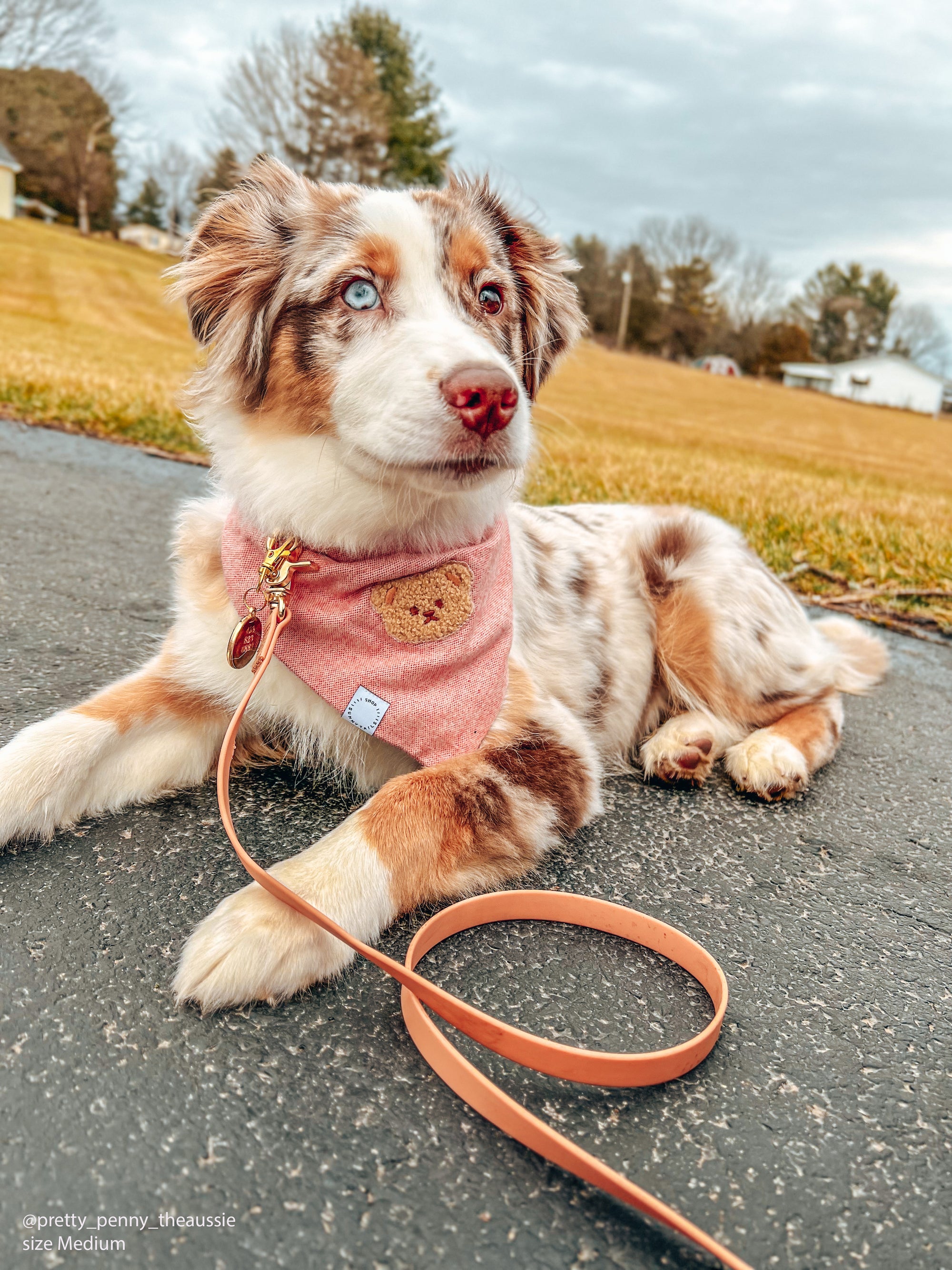 Chai Brown Waterproof Cloud Dog Leash