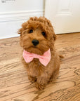 Peach Pink Linen Dog Bow Tie | Snap Over Collar Dog Bow Tie | Shop Sunny Tails