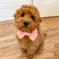 Peach Pink Linen Dog Bow Tie | Snap Over Collar Dog Bow Tie | Shop Sunny Tails
