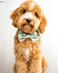 Corduroy Daisies Bow Tie | Doggie Bow Ties | Shop Sunny Tails