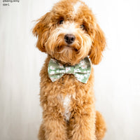 Corduroy Daisies Bow Tie | Doggie Bow Ties | Shop Sunny Tails