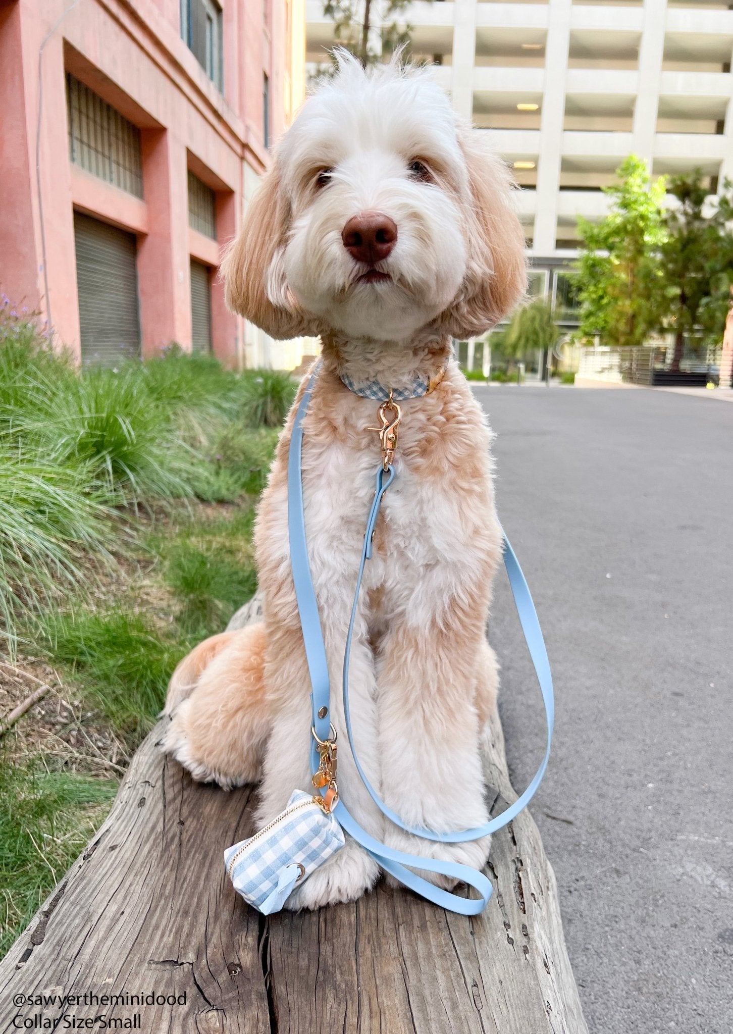 Malibu Blue Gingham Waterproof Dog Collar - SUNNY TAILS