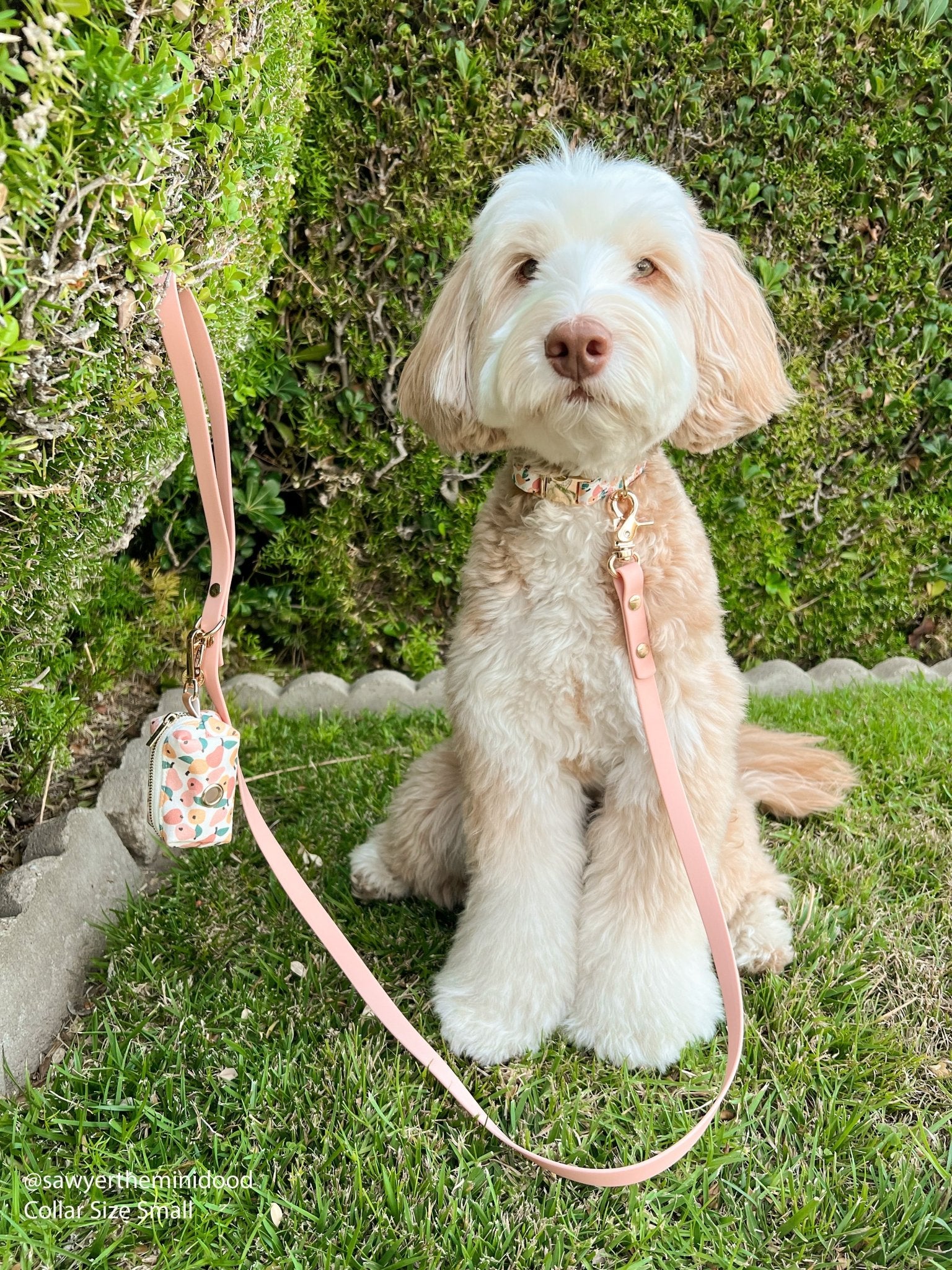 Peaches &amp; Pears Dog Collar - SUNNY TAILS