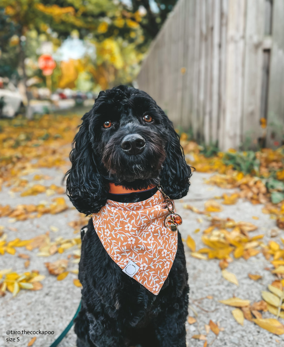 Sunkissed Daisies Dog Bandana