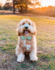 Carolina Green Gingham Dog Bow Tie - SUNNY TAILS