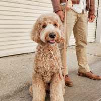 Chai Brown Convertible Hands Free Cloud Dog Leash | Multifunctional, Waterproof, and Lightweight Dog Leash | Shop Sunny Tails