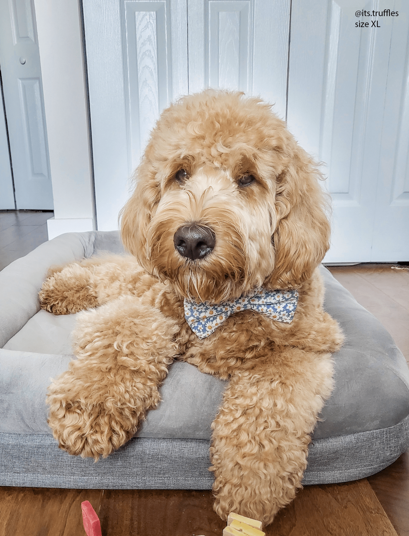 Daisies Field Dog Bow Tie - SUNNY TAILS