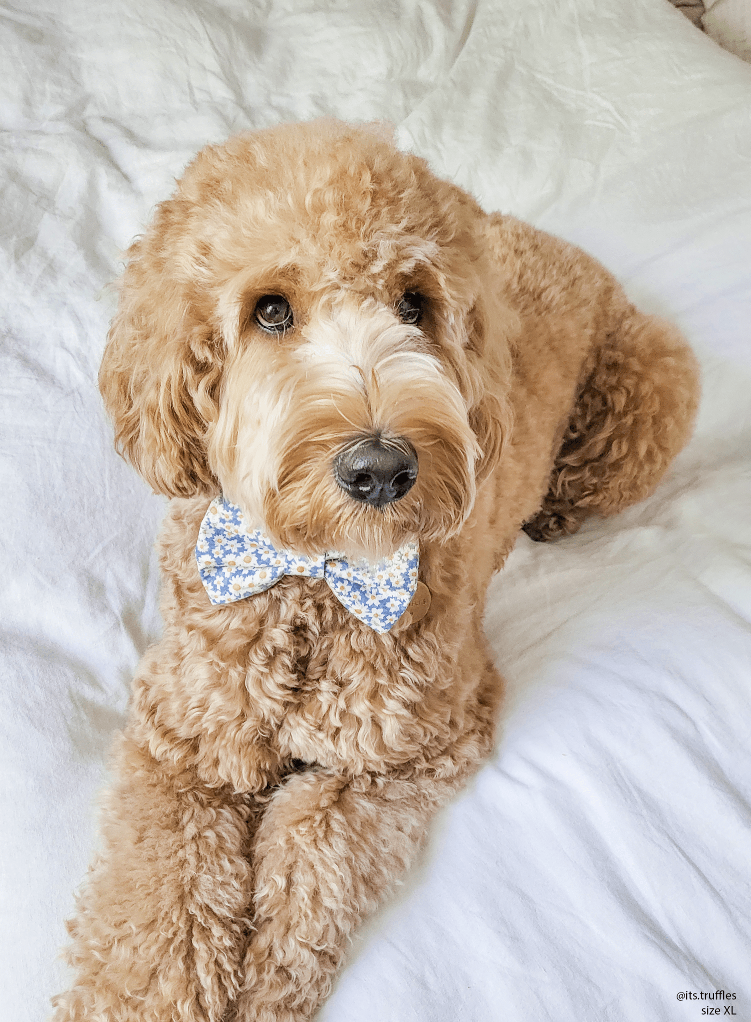 Daisies Field Dog Bow Tie - SUNNY TAILS