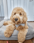 Daisies Field Dog Bow Tie - SUNNY TAILS