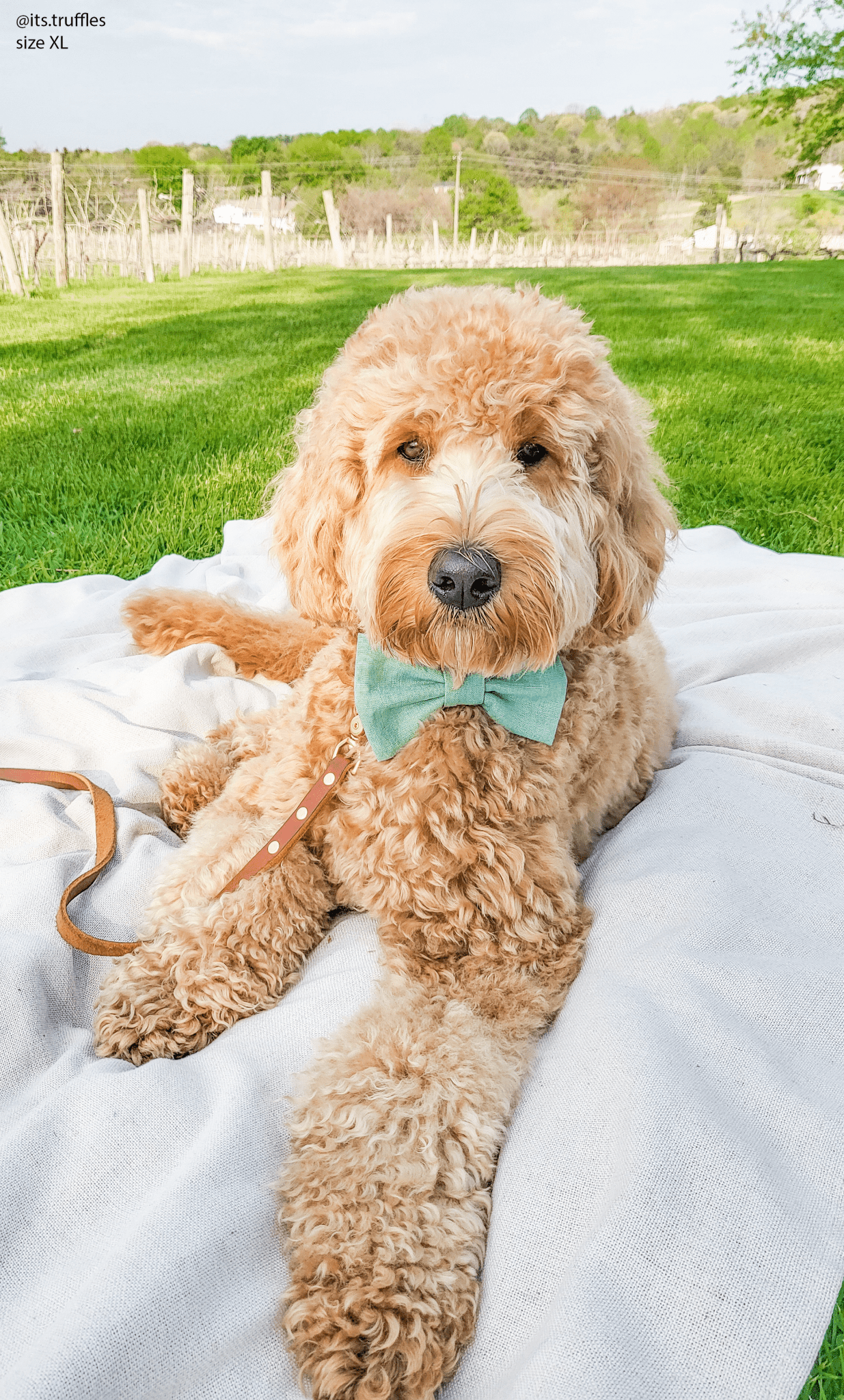 Matcha Sage Green Linen Dog Bow Tie - SUNNY TAILS