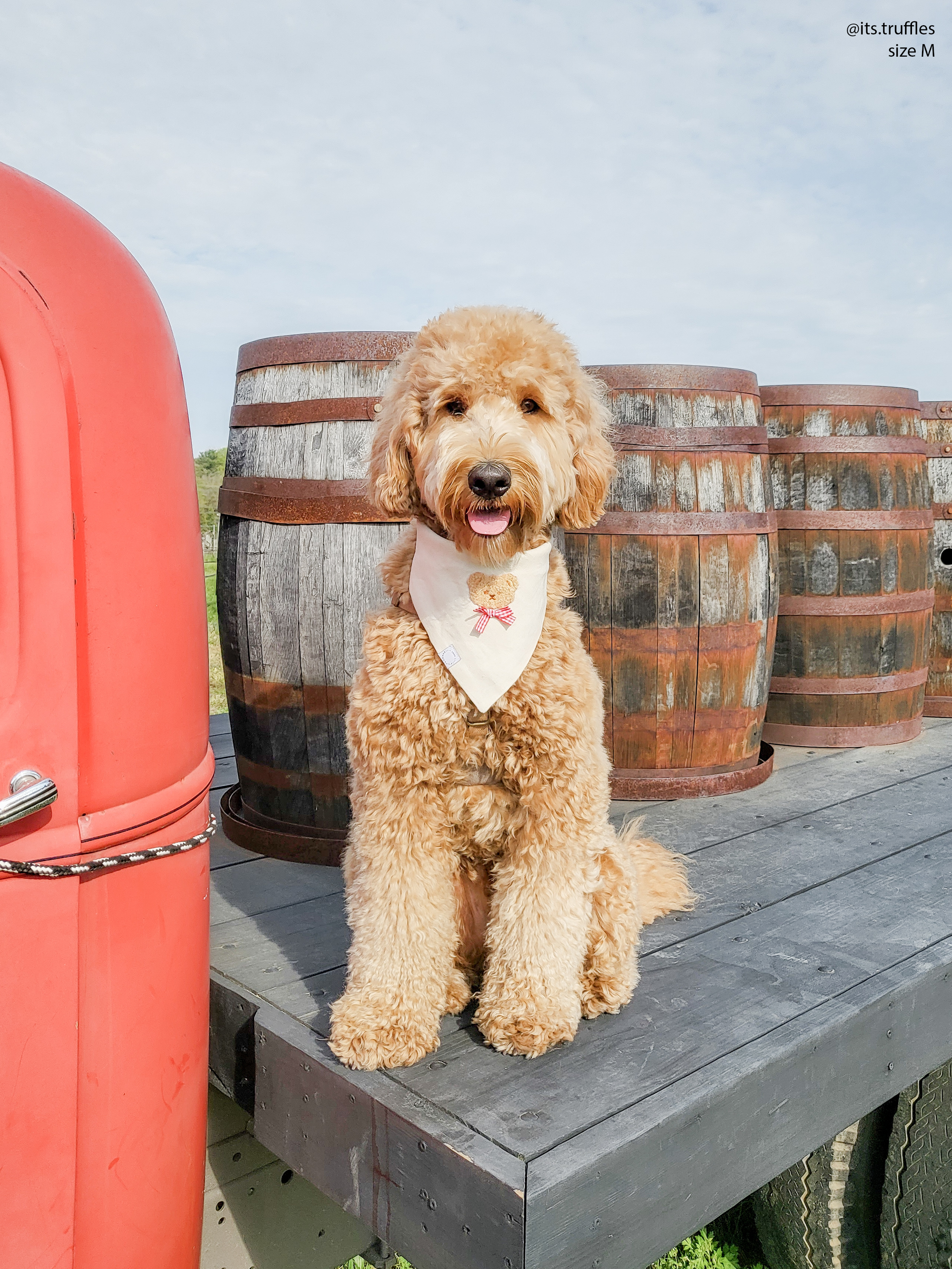 Picnic Teddy Ivory Linen Dog Bandana (Customizable)