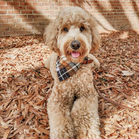 Harvest Plaid Flannel Dog Bandana | Tan, Brown, and Black Plaid Flannel | Shop Sunny Tails