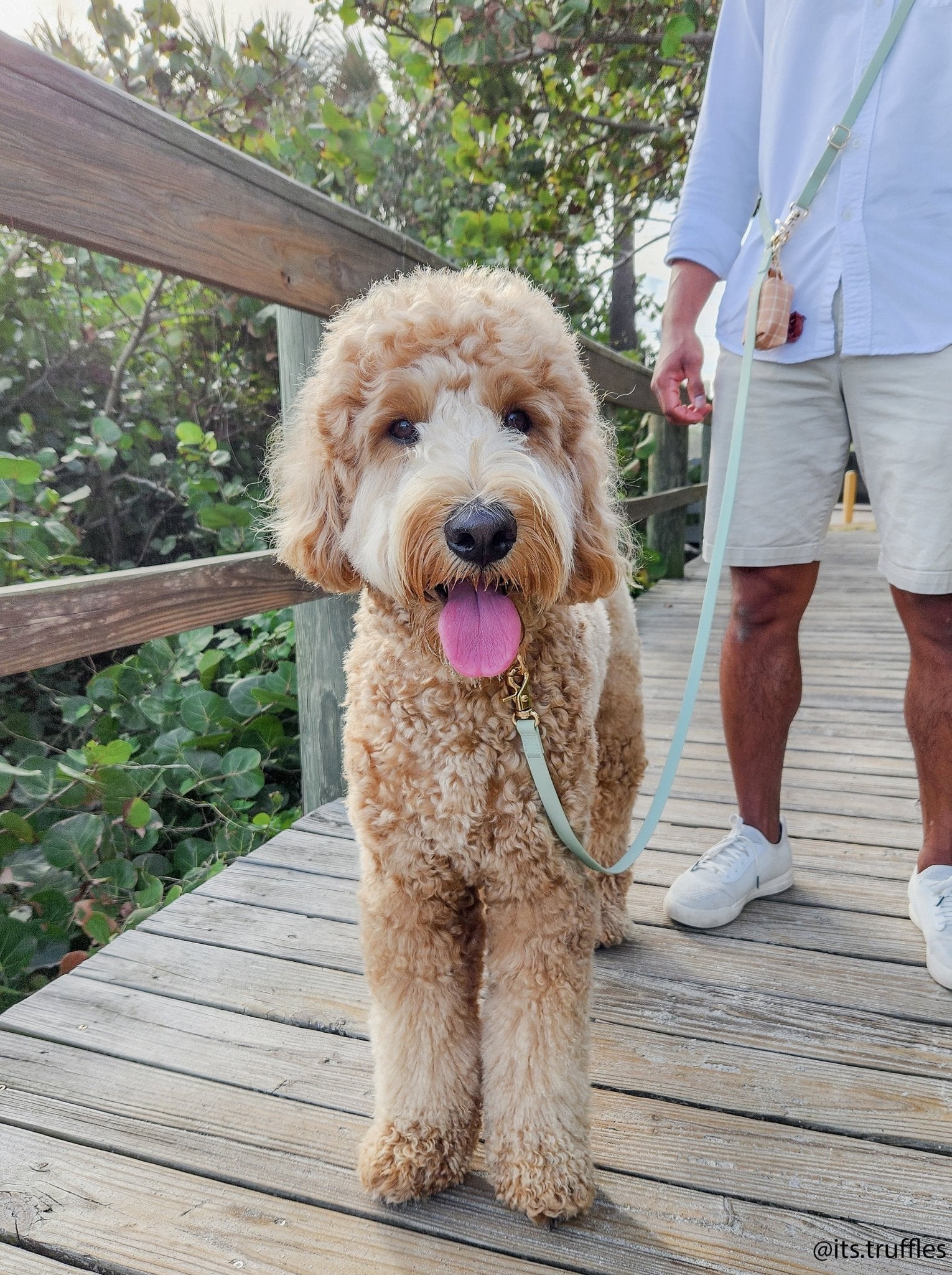 Cloud Leash Extension &amp; Treat Pouch Bundle - SUNNY TAILS