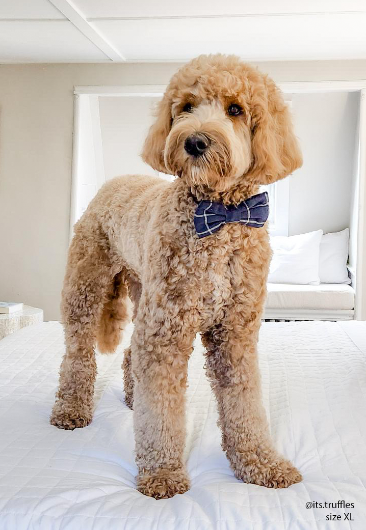 Navy Blue Windowpane Linen Dog Bow Tie