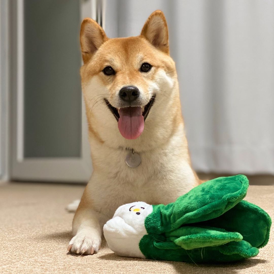 Eat Your Vegetables Crinkle & Squeaker Dog Toy - SUNNY TAILS