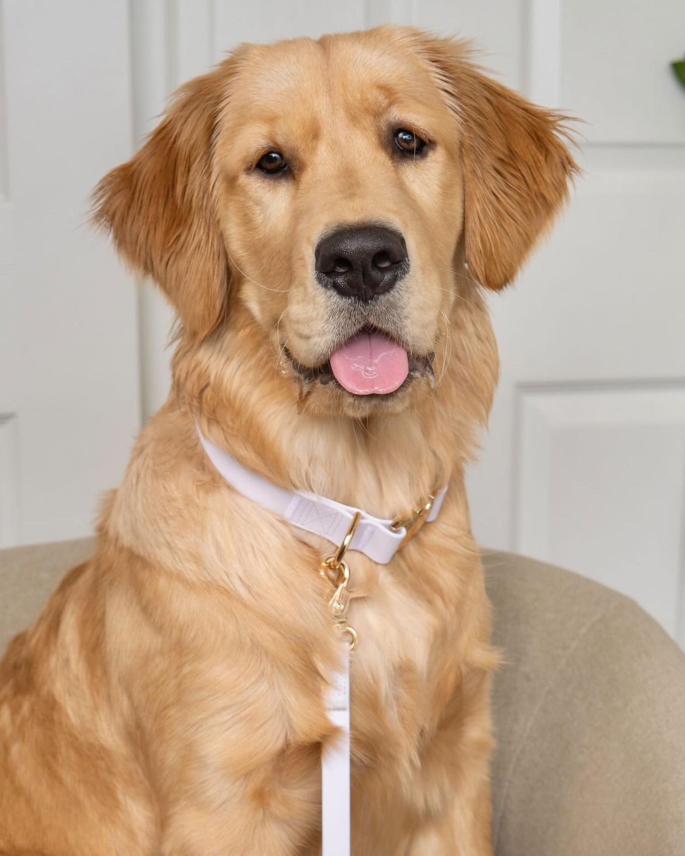 Lavender Haze Waterproof Dog Collar