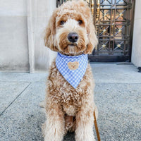 Periwinkle Blue Gingham Teddy Bear Dog Bandana