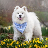 Periwinkle Blue Gingham Teddy Bear Dog Bandana