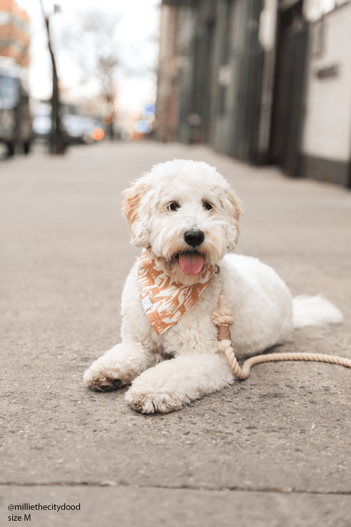 Giraffic Jam Dog Bandana - SUNNY TAILS
