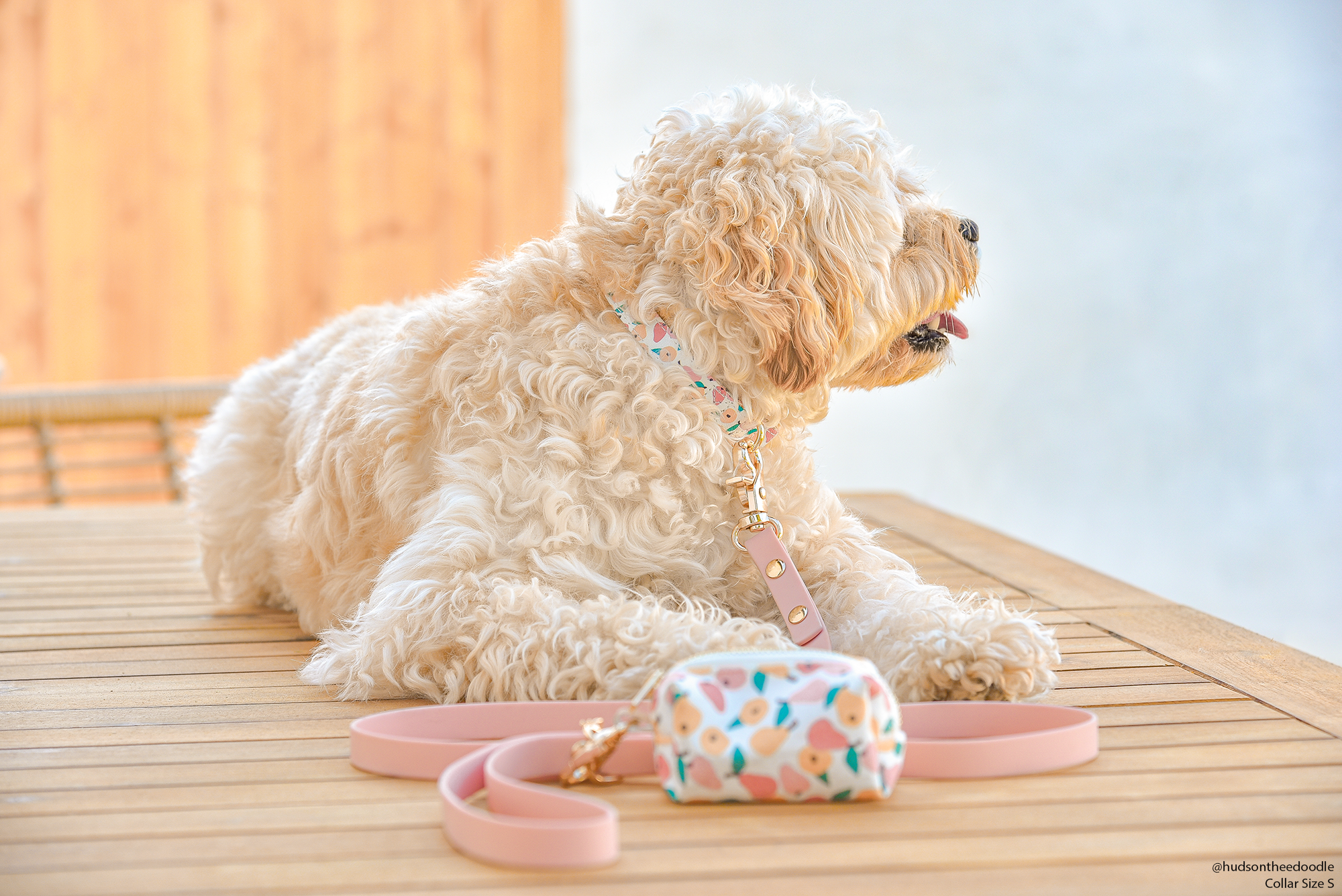 Peaches &amp; Pears Dog Collar | Fruit Dog Collar | Available in 3 Sizes | Durable Dog Collars